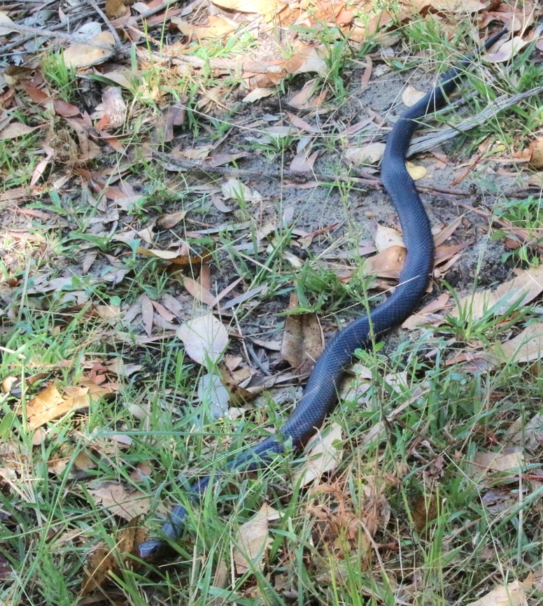 Red- bellied black snake - Pseudechis porphyriacus Wrong angle to see the red coloration on its belly  Australia,Eamw snakes,Geotagged,Pseudechis porphyriacus,Red-bellied black snake,Summer