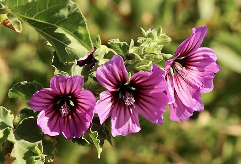Tree mallow - Malva arborea  Australia,Eamw flora,Fall,Geotagged,Malva arborea