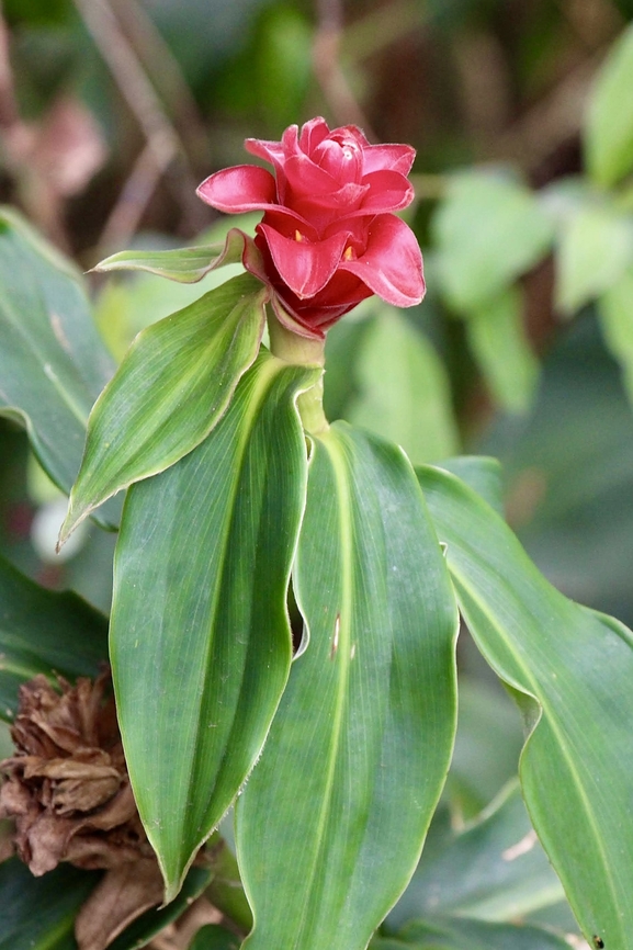 Genus Costus ( unidentified) Apparently there are 2or 3 species of genus Costus found in Australia. I can&rsquo;t find find enough info to say that this one is an Australian species. Australia,Eamw flora,Geotagged,Spring