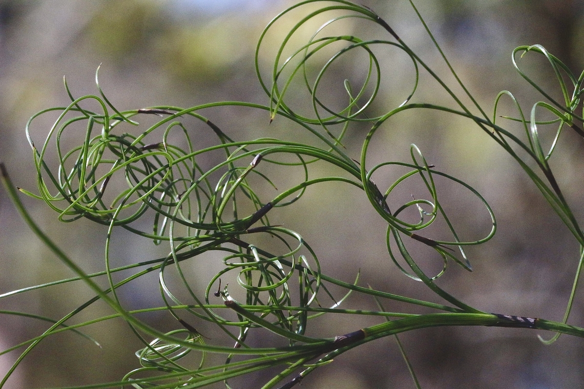 Curly sedge - Caustis recurvata  Australia,Caustis recurvata,Curly sedge,Eamw flora,Geotagged,Summer