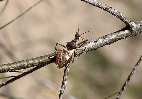 Australian assassin bug - Pristhesancus plagipennis  Australia,Australian assassin bug,Eamw assassin bugs,Geotagged,Pristhesancus plagipennis,Spring