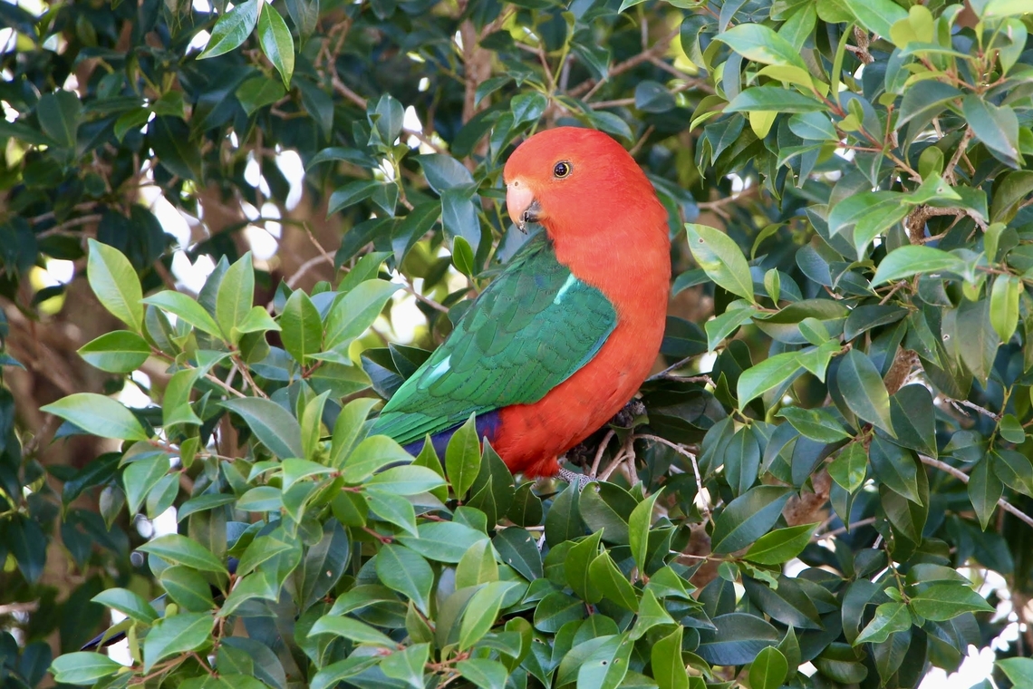 Australian King Parrot - Alisterus scapularis  Alisterus scapularis,Australia,Australian king parrot,Eamw birds,Geotagged,Winter