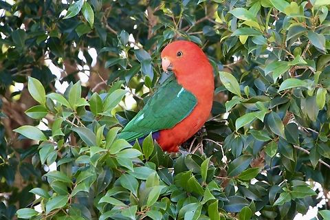 Australian King Parrot - Alisterus scapularis  Alisterus scapularis,Australia,Australian king parrot,Eamw birds,Geotagged,Winter