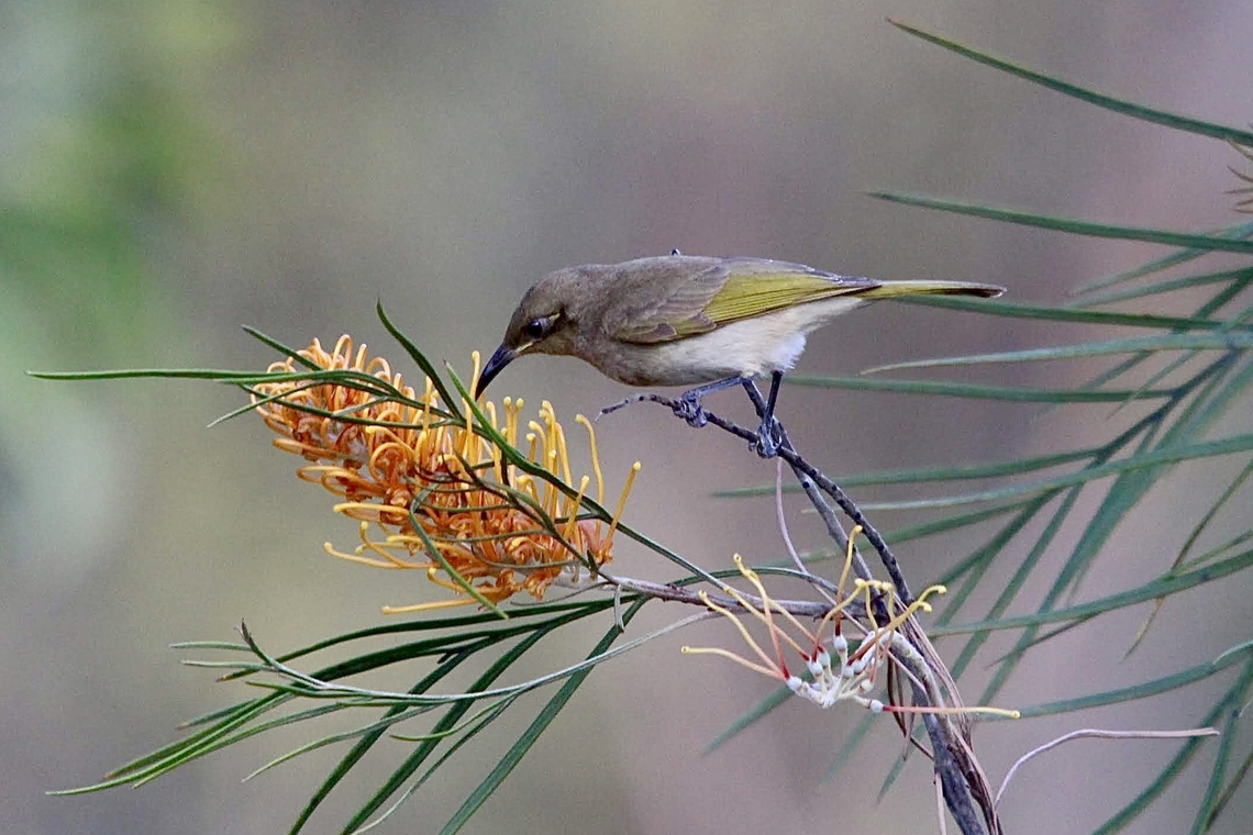 Brown honeyeater - Lichmera indistincta  Australia,Eamw birds,Eamw honeyeaters,Geotagged,Lichmera indistincta,Winter
