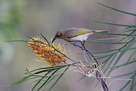 Brown honeyeater - Lichmera indistincta  Australia,Eamw birds,Eamw honeyeaters,Geotagged,Lichmera indistincta,Winter