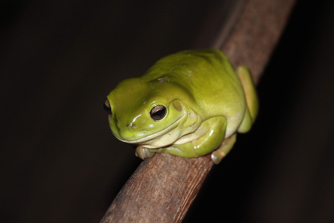 Australian green tree frog - Ranoidea caerulea  Australia,Australian green tree frog,Eamw frogs,Geotagged,Litoria caerulea,Ranoidea  caerulea,Winter