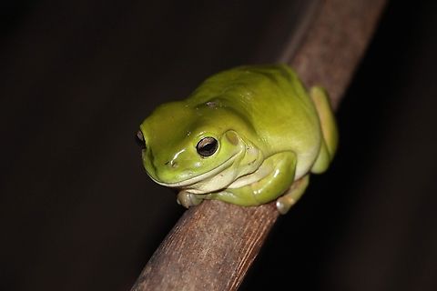Australian green tree frog - Ranoidea caerulea  Australia,Australian green tree frog,Eamw frogs,Geotagged,Litoria caerulea,Ranoidea  caerulea,Winter