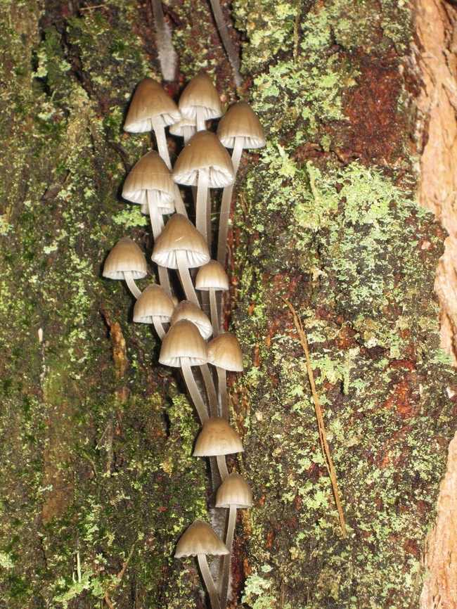 Mycena subgalericulata                                 Australia,Eamw fungi,Fall,Geotagged,Mycena subgalericulata