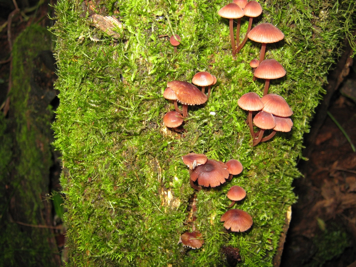 Genus - Mycena     Growing on moss covered tree                             Australia,Eamw fungi,Fall,Geotagged