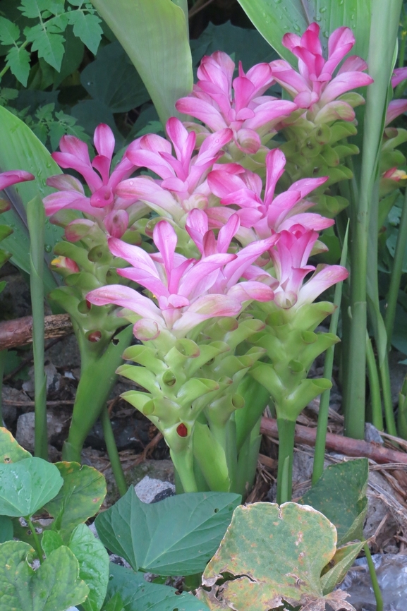 Genus Curcuma Curcuma (/ˈkɜːrkjʊmə/)[3] is a genus of plants in the family Zingiberaceae that contains such species as turmeric and Siam tulip. They are native to Southeast Asia, southern China, the Indian Subcontinent, New Guinea and northern Australia.[4] Some species are reportedly naturalized in other warm parts of the world such as tropical Africa, Central America, Florida, and various islands of the Pacific, Indian and Atlantic Oceans. Generally, most curcuma grows well in loose and sandy soil in shaded areas.<br />
Wikipedia info. Eamw flora,Geotagged,Spring,Vietnam
