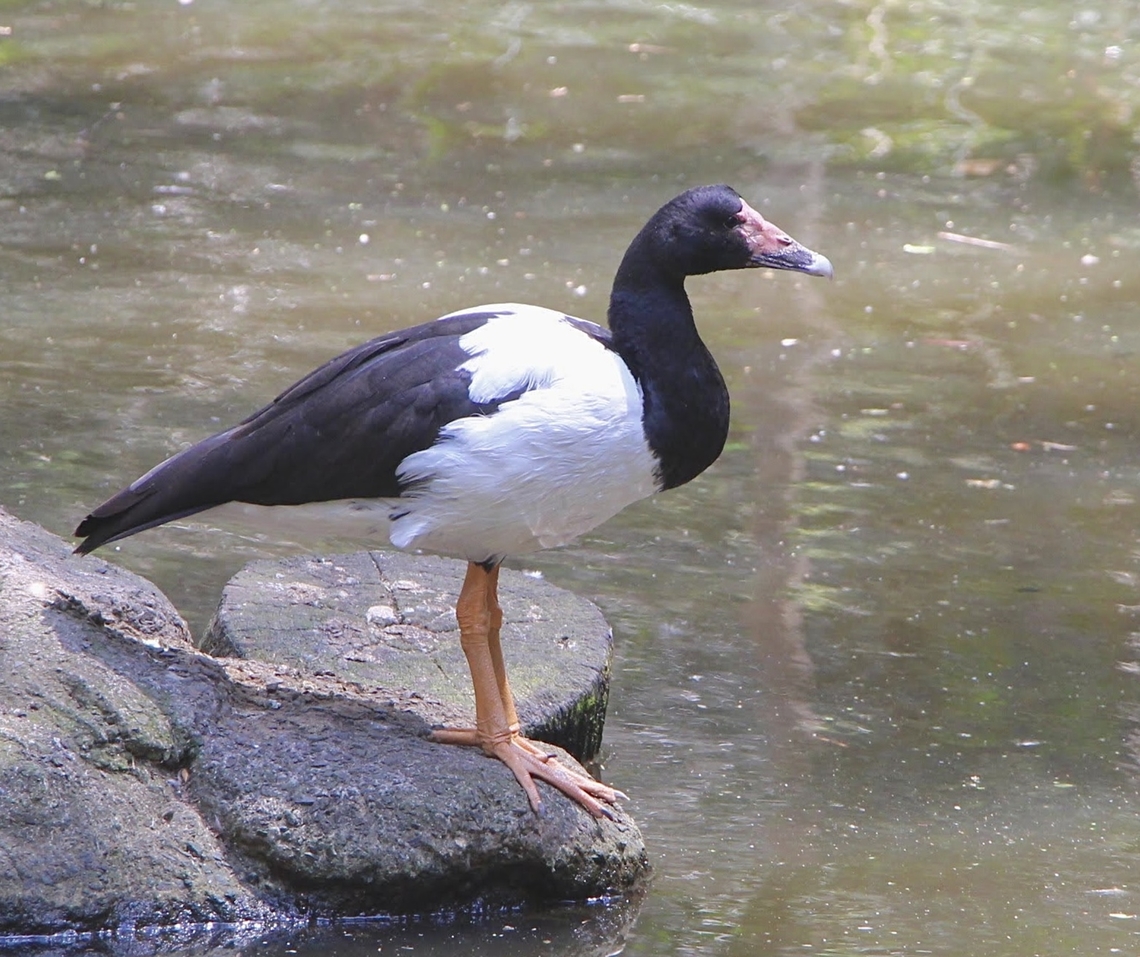 Magpie goose - Anseranas semipalmata Photographed in an animal park.  Anseranas semipalmata,Australia,Eamw birds,Geotagged,Spring,magpie goose