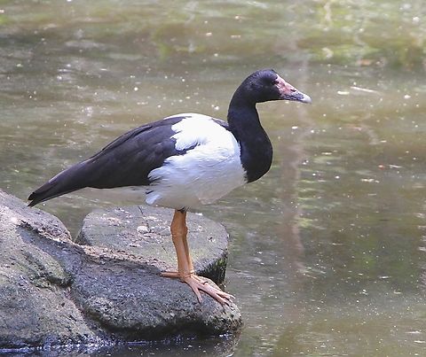 Magpie goose - Anseranas semipalmata Photographed in an animal park.  Anseranas semipalmata,Australia,Eamw birds,Geotagged,Spring,magpie goose