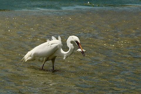 Great egret - Ardea alba  Ardea alba,Australia,Eamw birds,Geotagged,Great egret,Summer