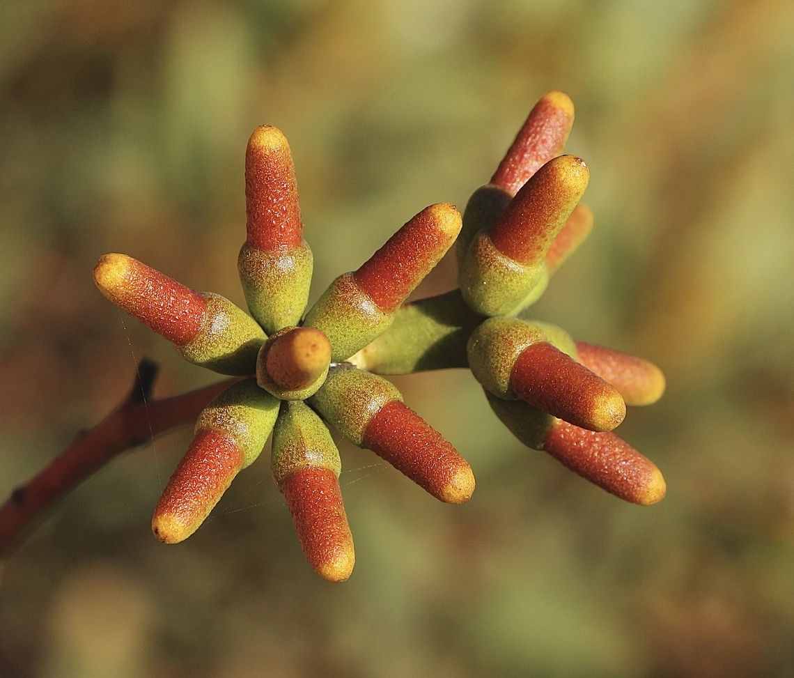Coastal mortgage - Eucalyptus utilis Flower buds almost ready to open. Australia,Coastal moort,Eamw eucalyptus,Eamw flora,Eucalyptus utilis,Fall,Geotagged