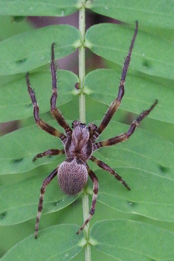 Half Orbweaver - Leviana dimidiata  Australia,Eamw spiders,Geotagged,Half Orbweaver,Leviana dimidiata,Spring