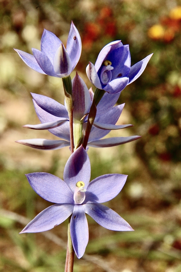 Plump sun orchid - Thelymitra batesii  Australia,Cox Scrub,Eamw flora,Eamw orchids,Geotagged,Plump sun orchid,Spring,Thelymitra batesii