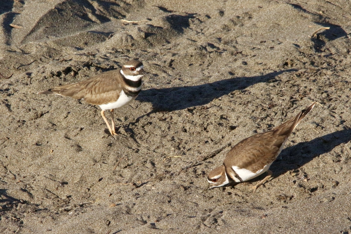 Killdeer - Charadrius vociferus  Charadrius vociferus,Eamw birds,Fall,Geotagged,Killdeer,San Simeon USA,United States