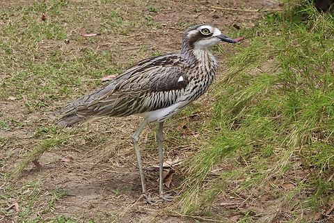 Bush stone - curlew   Burhinus grallarius Photographed in an animal park. Austr.Zoo QLD,Australia,Burhinus grallarius,Bush stone-curlew,Eamw birds,Geotagged,Spring