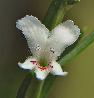 Unidentified species of Westringia  Australia,Eamw flora,Fall,Geotagged