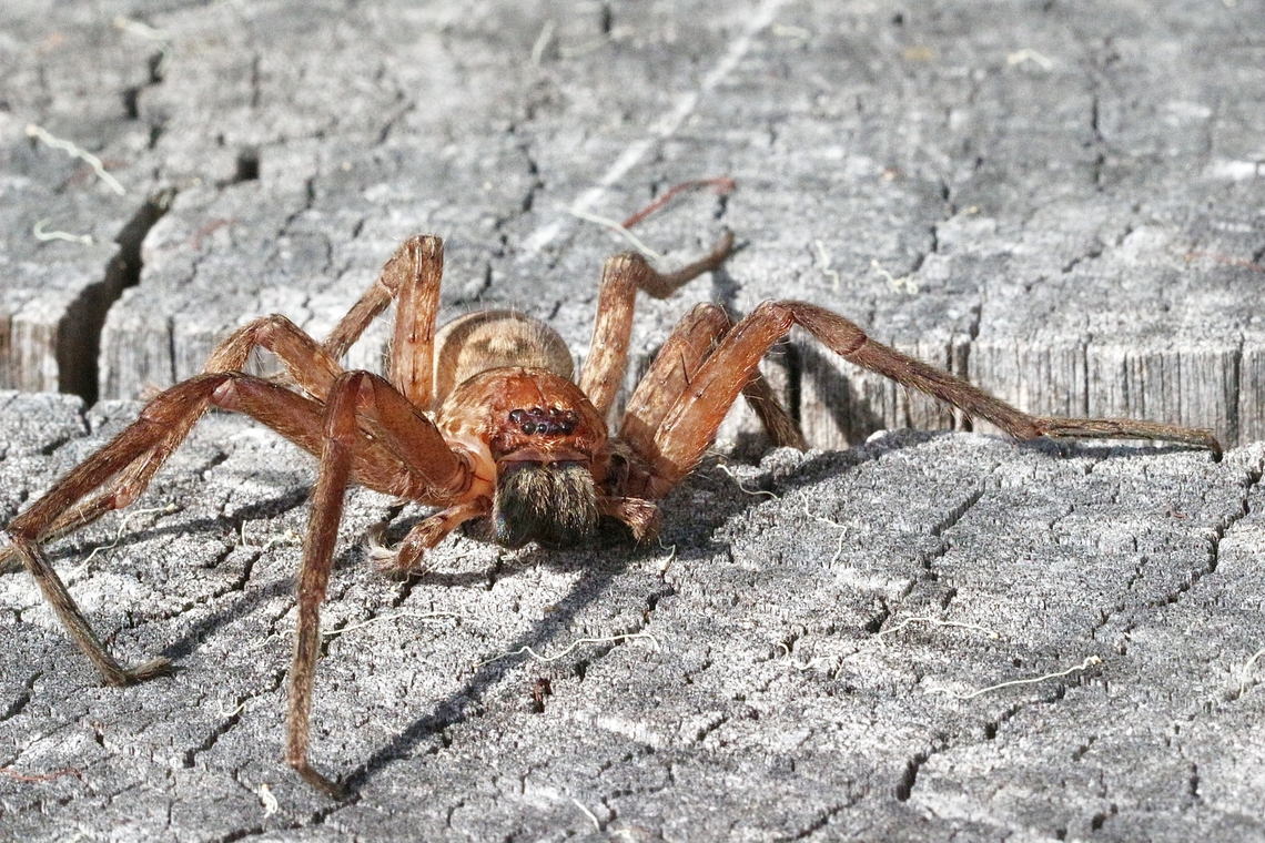 Brisbane Huntsman - Heteropoda jugulans  Australia,Brisbane Huntsman,Eamw spiders,Eamw spiders huntsman,Geotagged,Heteropoda jugulans,Spring