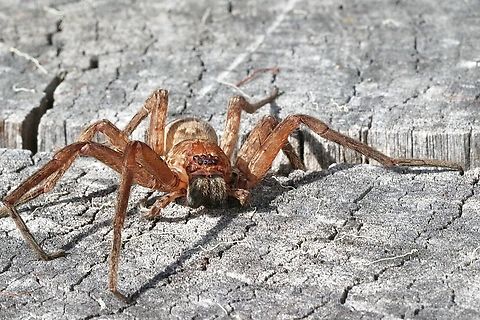 Brisbane Huntsman - Heteropoda jugulans  Australia,Brisbane Huntsman,Eamw spiders,Eamw spiders huntsman,Geotagged,Heteropoda jugulans,Spring