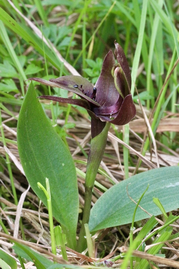 Large bird orchid - Chiloglottis valida  Australia,Chiloglottis valida,Eamw flora,Eamw orchids,Geotagged,Langwarrin Reserve,Large bird orchid,Spring