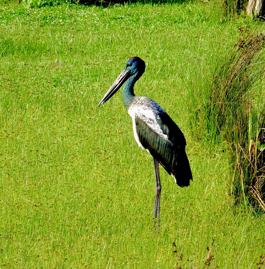 Black - necked Stork   - Ephippiorhynchus asiaticus  Australia,Black-necked Stork,Eamw birds,Ephippiorhynchus asiaticus,Geotagged,Summer