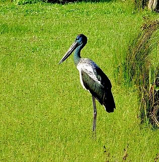 Black - necked Stork   - Ephippiorhynchus asiaticus  Australia,Black-necked Stork,Eamw birds,Ephippiorhynchus asiaticus,Geotagged,Summer