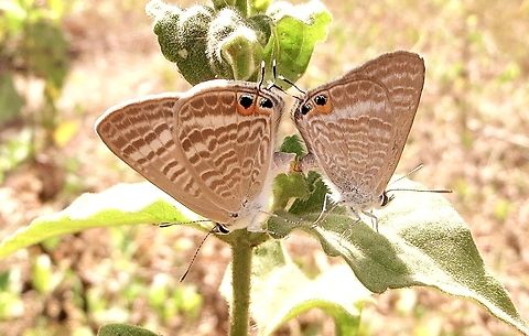 Long-tailed pea-blue.   -  Lampides boeticus                                 Eamw butterflies,Geotagged,Lampides boeticus,Long-tailed pea-blue,Vietnam,Winter