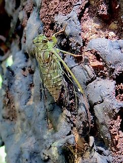 Unidentified cicada species from Vietnam                                 Eamw cicadas,Geotagged,Neocicada hieroglyphica,Summer,Vietnam