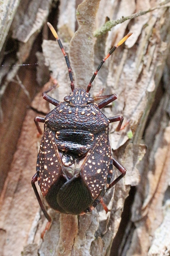 Yellow-dotted Gum Tree Shield Bug - Notius consputus  Australia,Eamw shield bugs,Geotagged,Notius consputus,Spring,St.Georges Basin NSW,Yellow-dotted Gum Tree Shield Bug