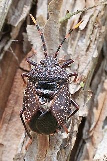 Yellow-dotted Gum Tree Shield Bug - Notius consputus  Australia,Eamw shield bugs,Geotagged,Notius consputus,Spring,St.Georges Basin NSW,Yellow-dotted Gum Tree Shield Bug