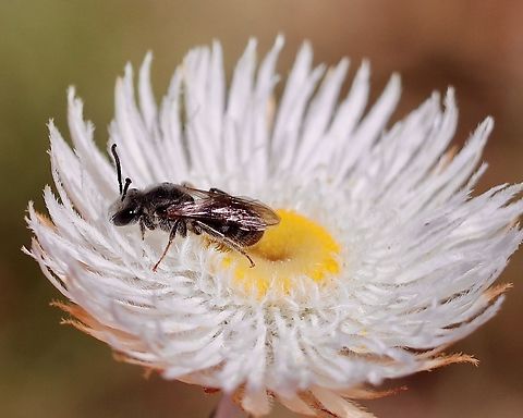 Sweat bee - genus Lasioglossum  Australia,Eamw bees,Geotagged,Lasioglossum lanarium,Spring,Woolly Sweat Bee,eamw native bees