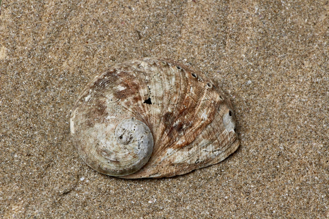 Black lip abalone - Haliotis rubra  Australia,Geotagged,Haliotis rubra,Winter,eamw marine invertebrates