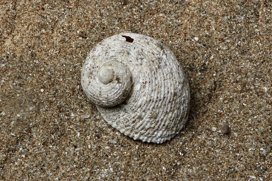Tiled false ear shell - Granata imbricata Washed up on the beach  Australia,Geotagged,Granata imbricata,Winter,eamw marine invertebrates