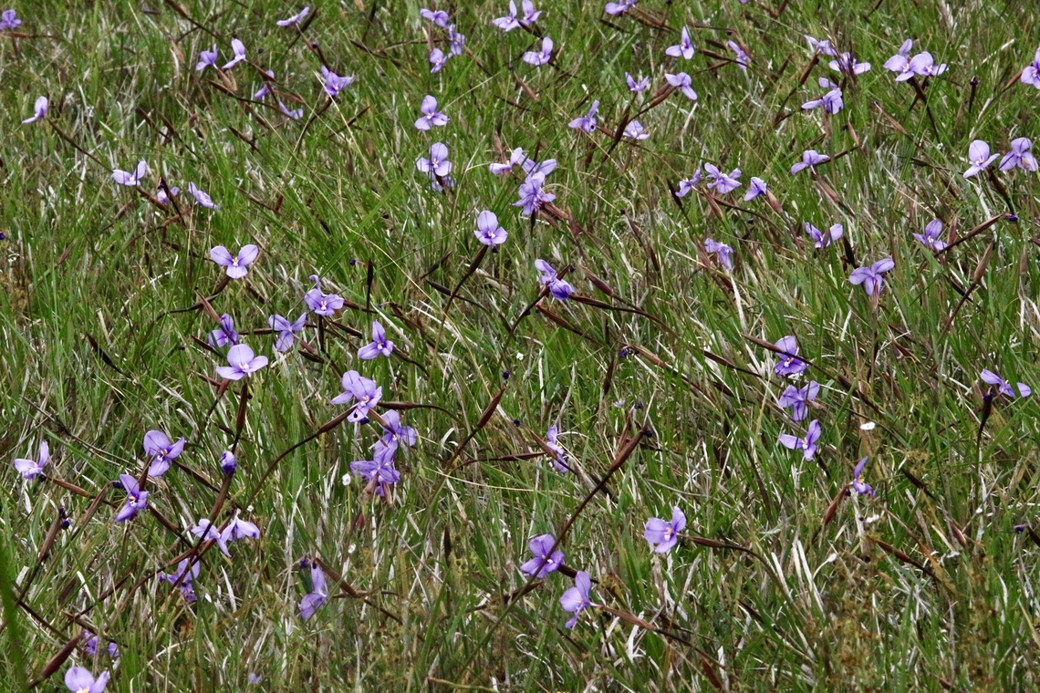 Leafy Purple Flag Patersonia glabrata  Australia,Eamw flora,Geotagged,Leafy purple-flag,Patersonia glabrata,Spring