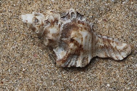 Three Shaped Murex - Pterochelus triformis  Australia,Geotagged,Pterochelus triformis,Winter,eamw marine invertebrates