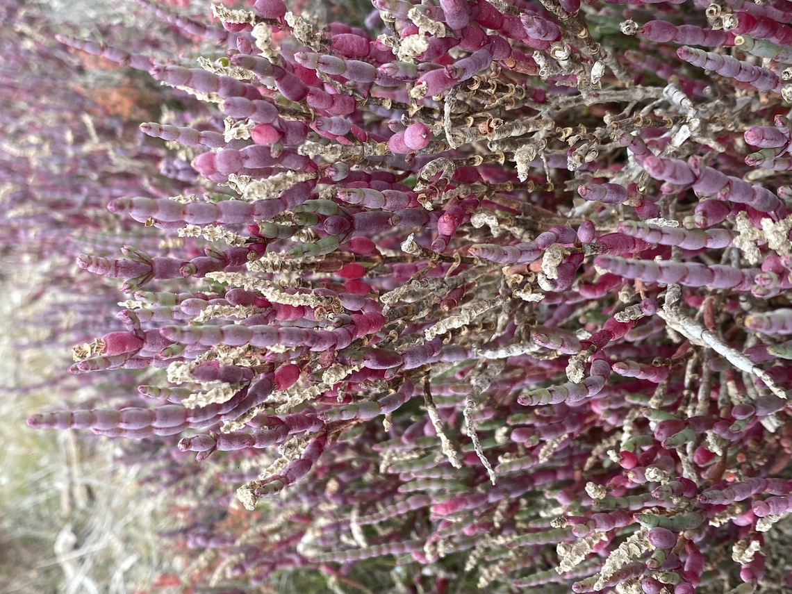 Thick -head glasswort  - Salicornia blackiana  Australia,Eamw flora,Geotagged,Salicornia blackiana,Winter