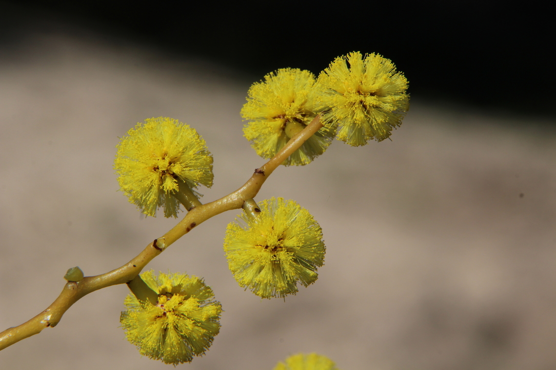 Golden wattle - Acacia pycnantha  Acacia pycnantha,Australia,Eamw flora,Geotagged,Golden wattle,Winter