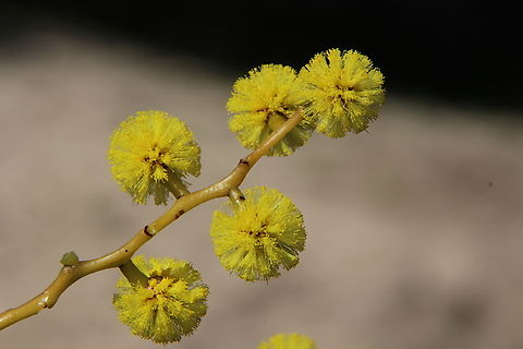 Golden wattle - Acacia pycnantha  Acacia pycnantha,Australia,Eamw flora,Geotagged,Golden wattle,Winter