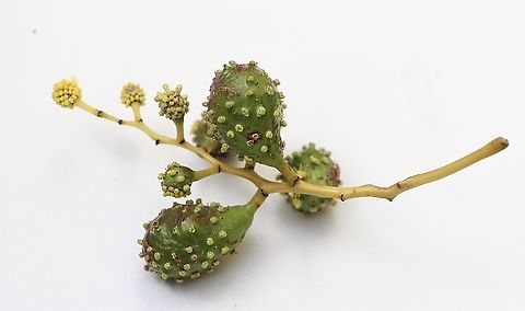 Gall formation on Acacia pycnantha by Golden Wattle Gall Wasp Trichilogaster signiventris Australia,Eamw galls,Geotagged,Golden wattle bud-galling wasp,Trichilogaster signiventris,Winter