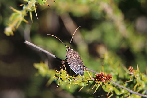 Brown Shield Bug - Poecilometis strigatus  Australia,Brown Shield Bug,Eamw shield bugs,Geotagged,Poecilometis strigatus,Winter