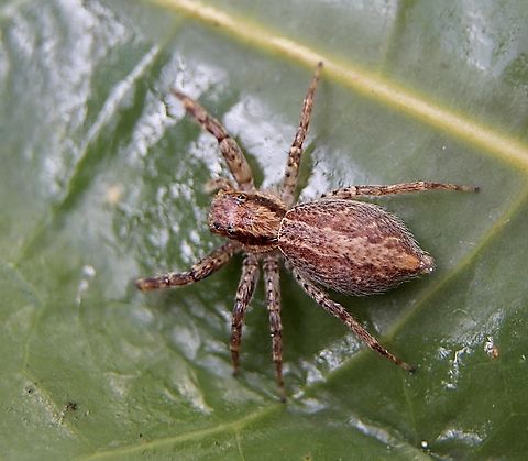 Bronze Hopper - Helpis minitabunda  Aussie Bronze Jumping Spider,Australia,Eamw spiders,Geotagged,Helpis minitabunda,Winter