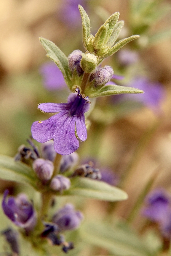 Austral bugle - Ajuga australis  Ajuga australis,Austral bugle,Australia,Eamw flora,Geotagged,Spring