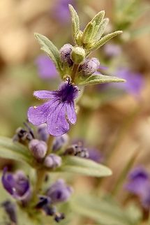 Austral bugle - Ajuga australis  Ajuga australis,Austral bugle,Australia,Eamw flora,Geotagged,Spring