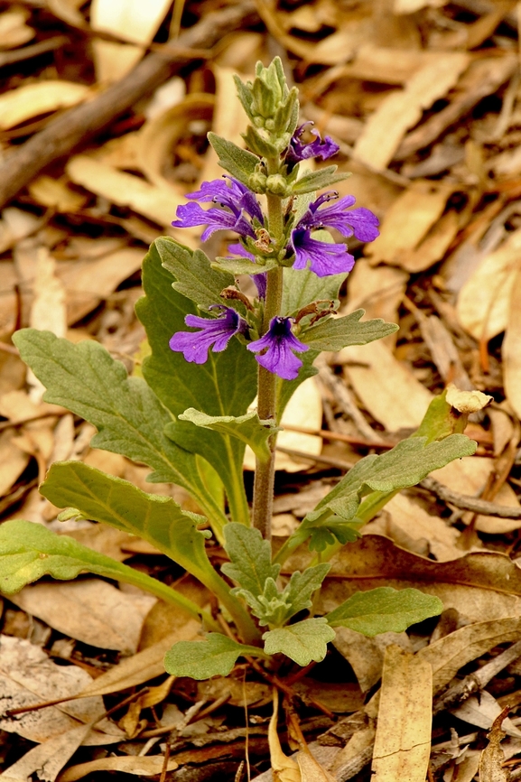 Austral bugle - Ajuga australis  Ajuga australis,Austral bugle,Australia,Eamw flora,Geotagged,Spring