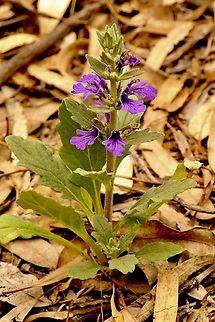 Austral bugle - Ajuga australis  Ajuga australis,Austral bugle,Australia,Eamw flora,Geotagged,Spring