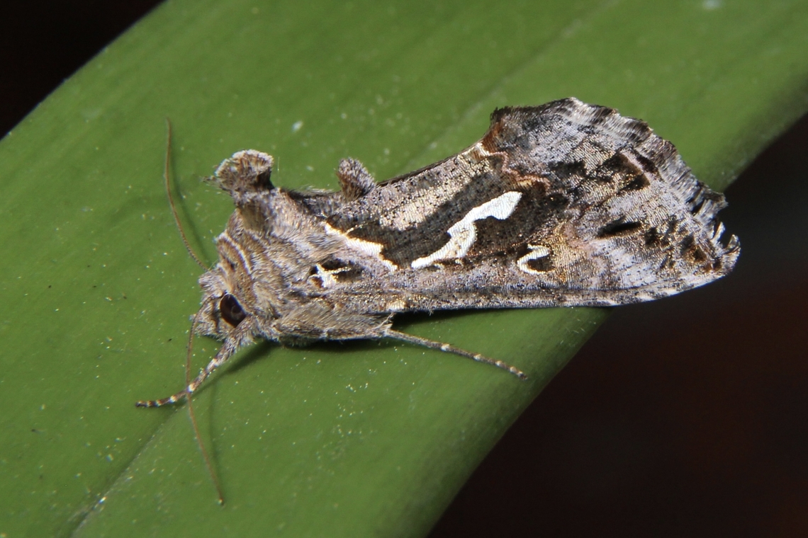 Tobacco looper - Chrysodeixis argentifera  Australia,Chrysodeixis argentifera,Chrysodeixis ew,Eamw moth,Geotagged,Winter