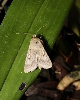 Cotton bollworm moth - Helicoverpa armigera  Australia,Cotton bollworm moth,Eamw moth,Encounter Bay SA,Geotagged,Helicoverpa armigera,Helicoverpa ew,Winter