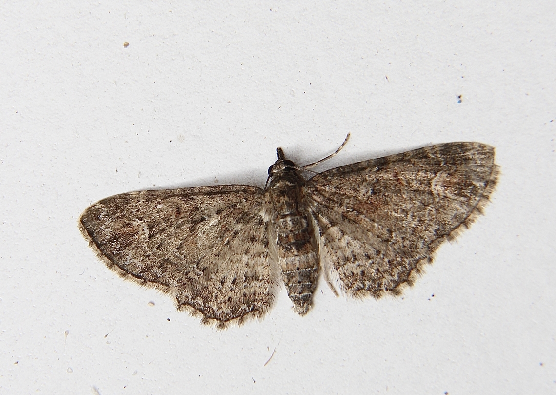 Pome looper - Pasiphilodes testulata  Australia,Eamw moth,Geotagged,Pasiphilodes,Pasiphilodes testulata,Winter